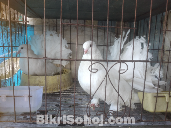 বাচ্চা সহ সাদা লক্ষা জোড়া
